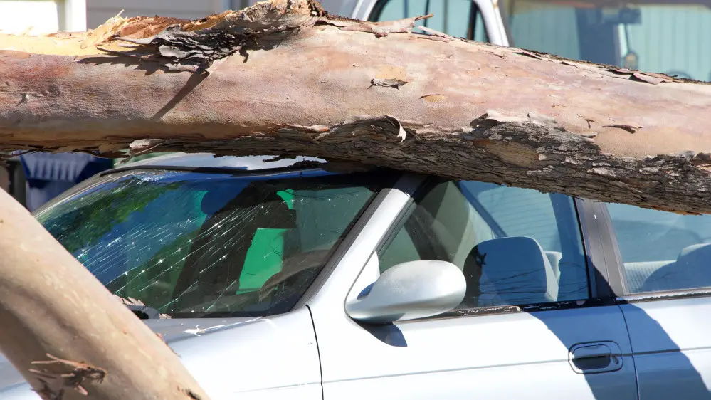 Өскеменде автокөлігін зақымдаған ағаштың иесі коммуналдық қызметтен өтемақы алды