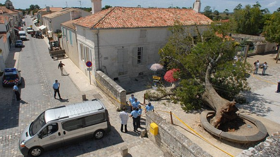 Ағаштардың құлап адам өліміне әкелуі қаншалықты жиі кездеседі және оған кім жауапты?