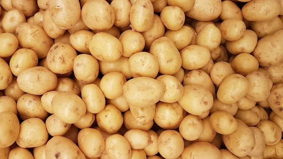 Қазақстан шетелге 450 мың тонна картоп береді