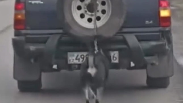 Итін көлікке байлап жүрген алтайлық тұрғынға айыппұл салынды