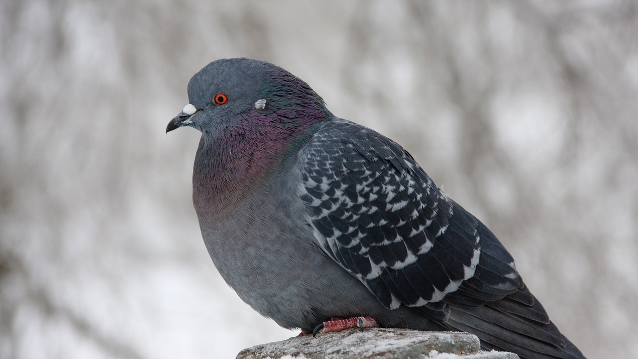 Солтүстік өңірлерде қатты жел болып, бұршақ жаууы мүмкін