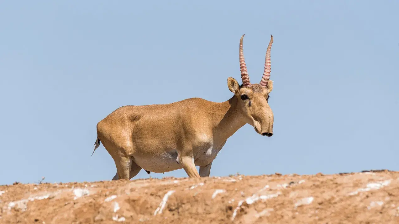 Жалаңаш шетелдік тележүргізушілер