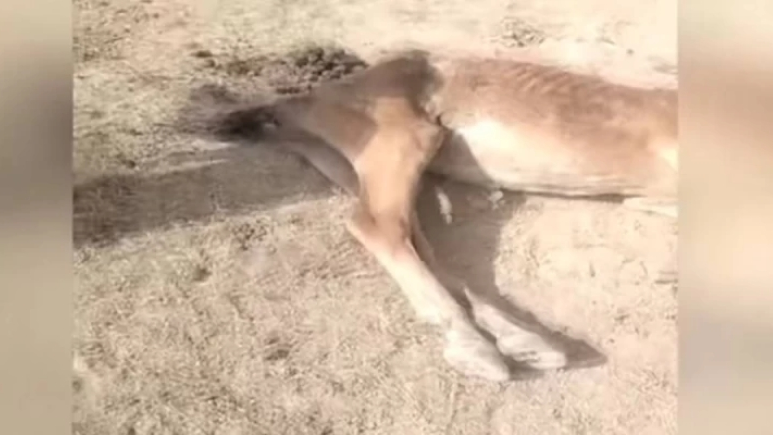 Түркістан облысында мал қырылып жатыр