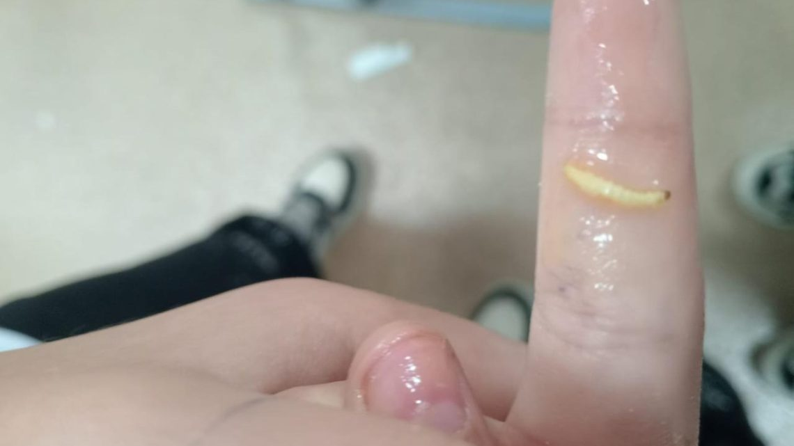 Мектеп асханасындағы тамақтан құрт табылды – ата-аналар дабыл қақты