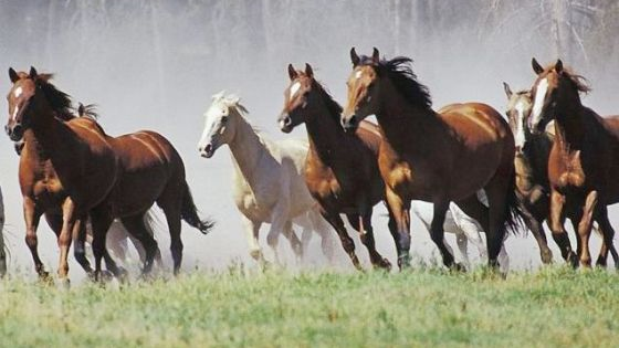 Қарағанды облысында ер адам табындағы 17 жылқыны атып тастады