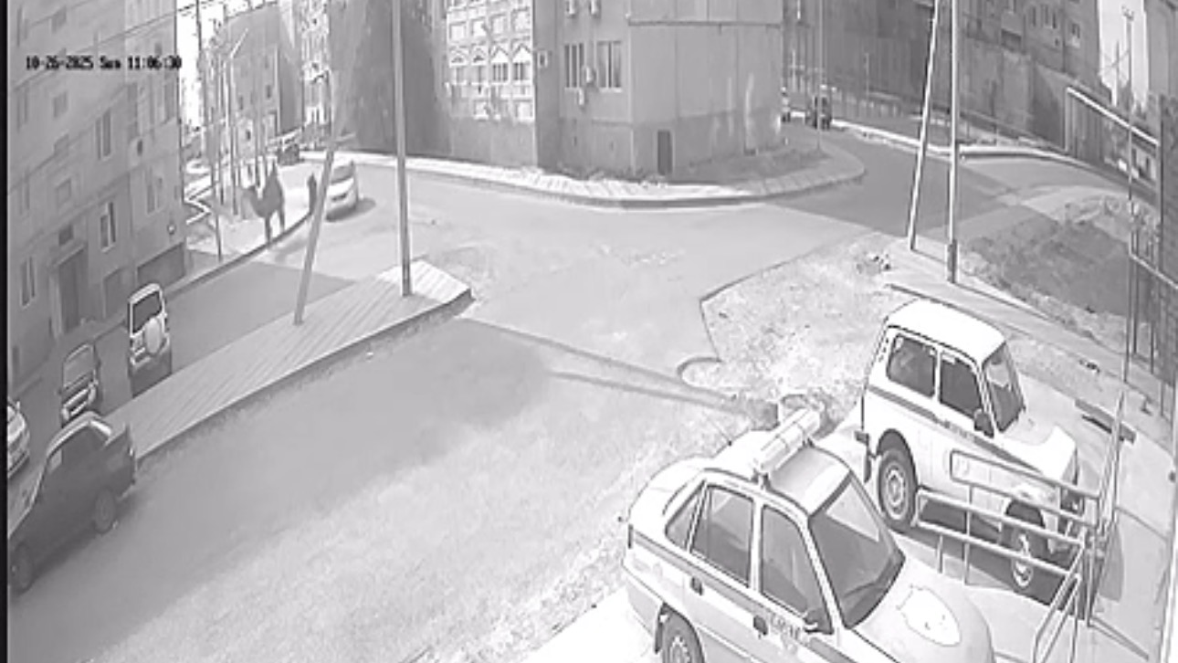 Құлсарыда бос жүрген түйе ерекше баланы таптап кетті (ВИДЕО)