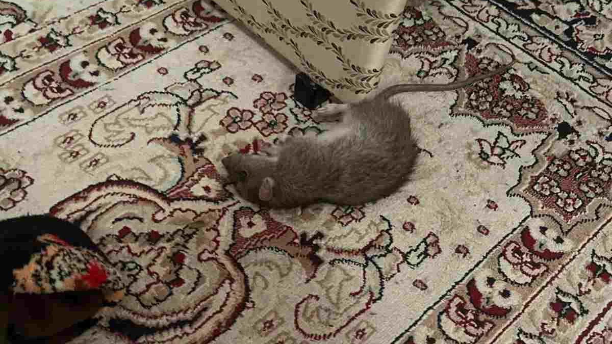 Атыраудың үш ауданын егеуқұйрықтар басып алды