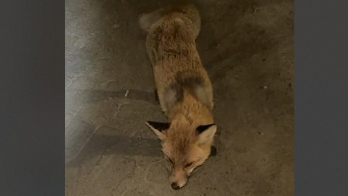 Жітіқарада жабайы аңдар елді мекенге кіріп, тұрғындарды дүрліктірді