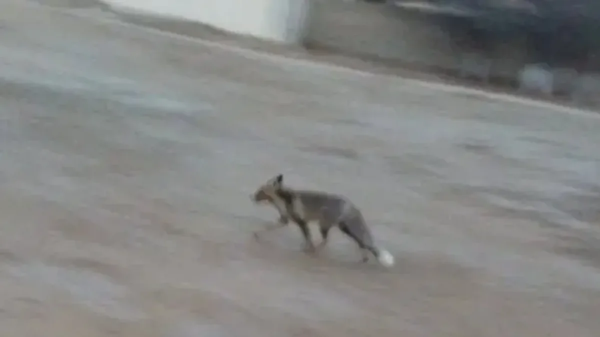 Маңғыстауда екі оқушыға жабайы түлкі шабуыл жасады