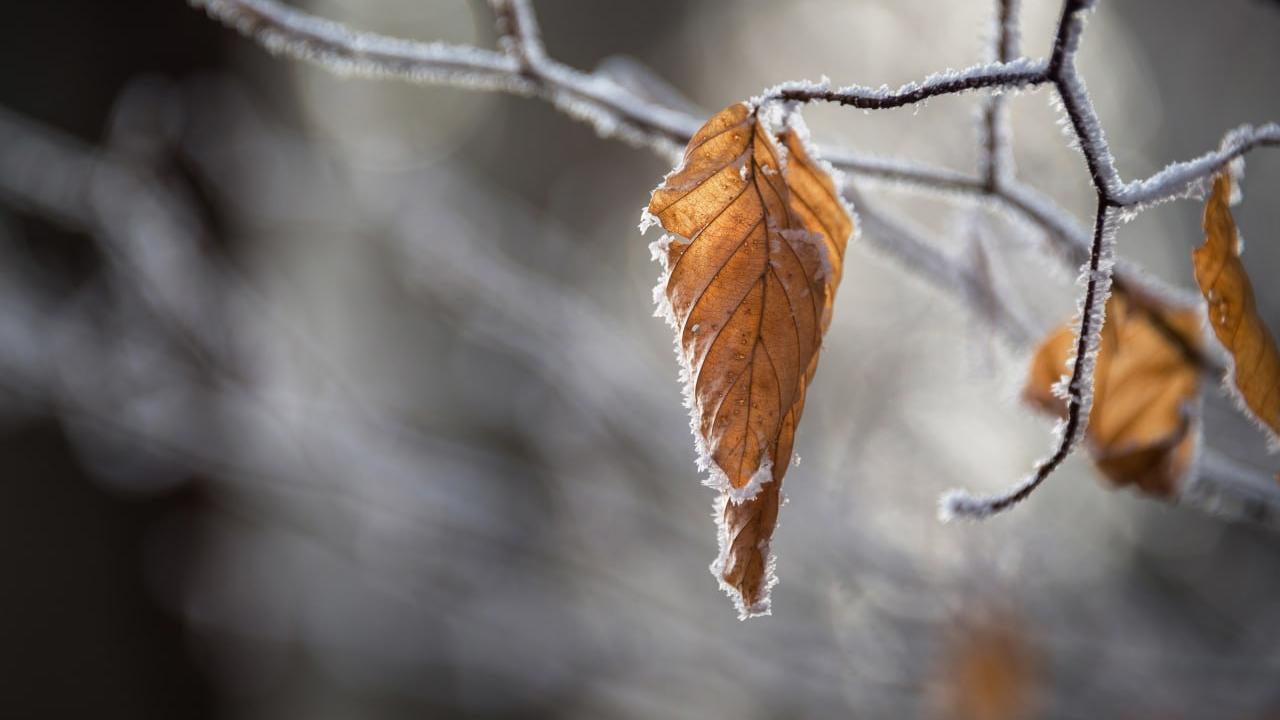 Қазақстанның бірнеше облысында -11°C-қа дейін аяз болады