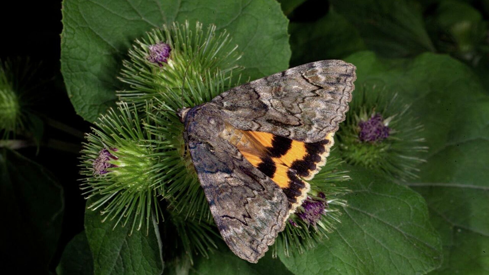 Отандық ғалымдар көбелектің жаңа түрін тапты