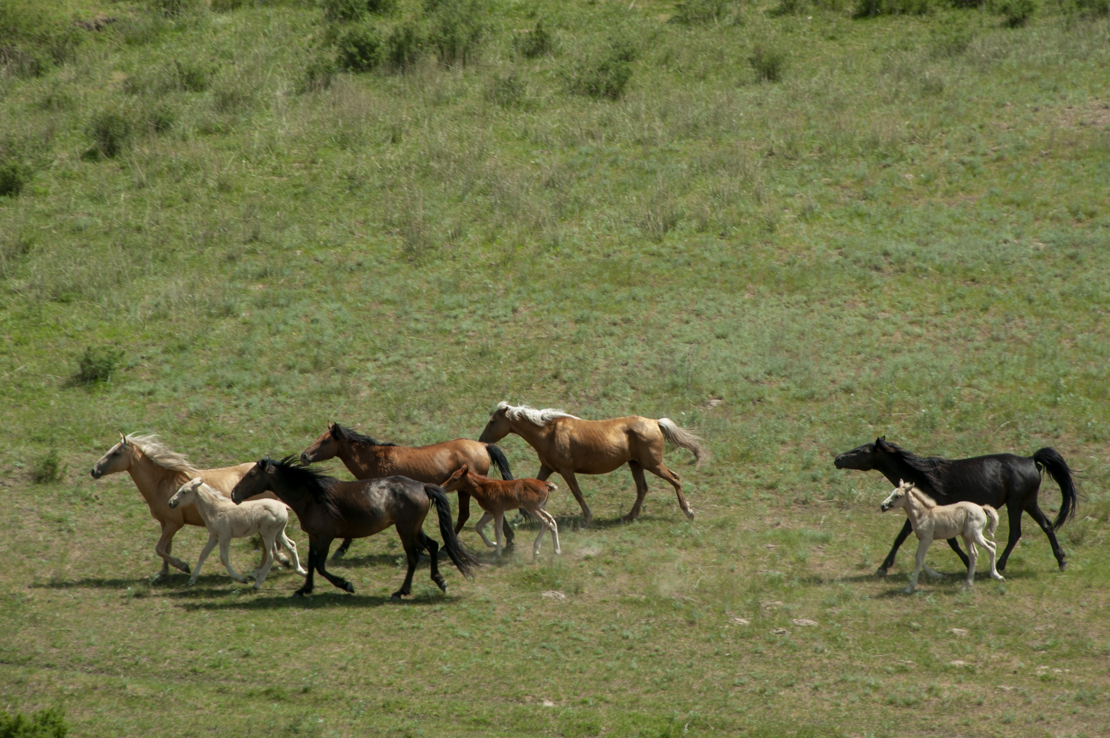 Жетісу облысында ет өндірісі 28,6 мың тоннаға, сүт өндірісі 87,3 мың тоннаға жетті