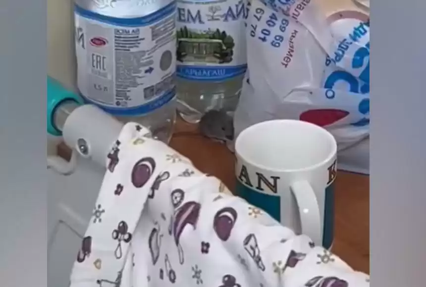 Атыраудағы перинаталдық орталықтың палатасын тышқан аралап жүр