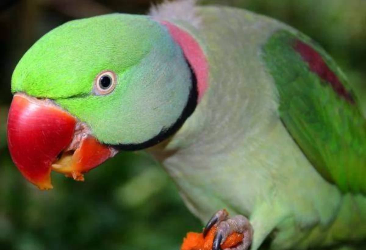 Алматыда бұрынғы ерлі-зайыптылар тотықұс үшін соттасқан