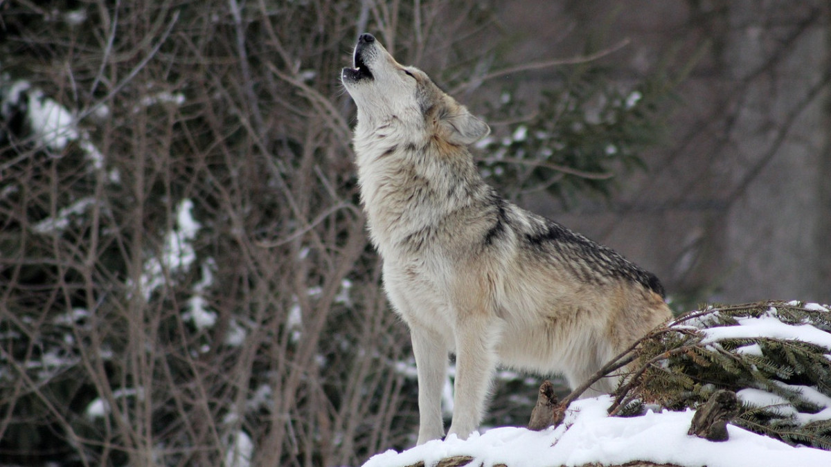 «Балаларды жалғыз жібермеңдер». Қарқаралыда адамдарға қасқыр шапты