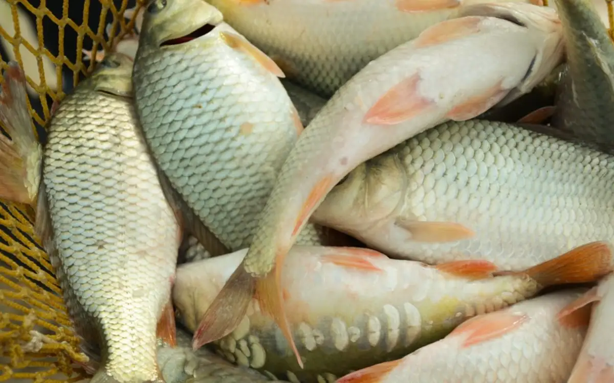 Шардара су қоймасынан заңсыз балық аулаған браконьерлер ұсталды