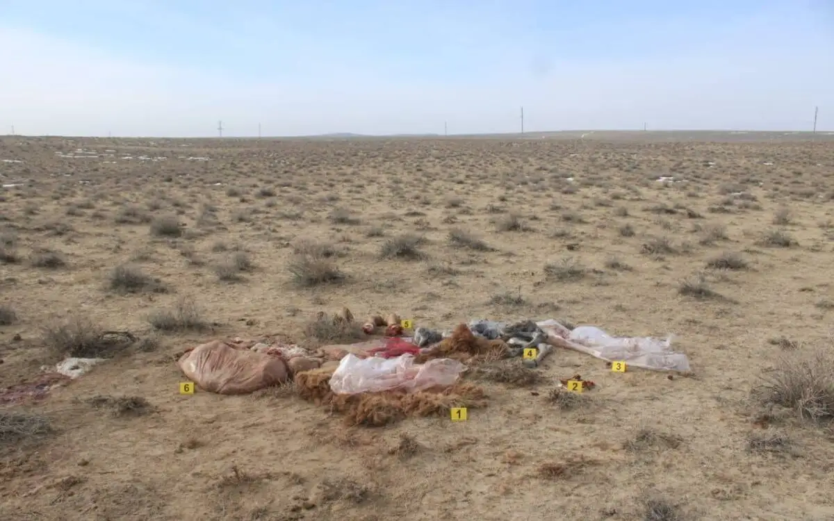 Қызылорда облысында 9 түйені атып, сойып алған қылмыстық топ ұсталды