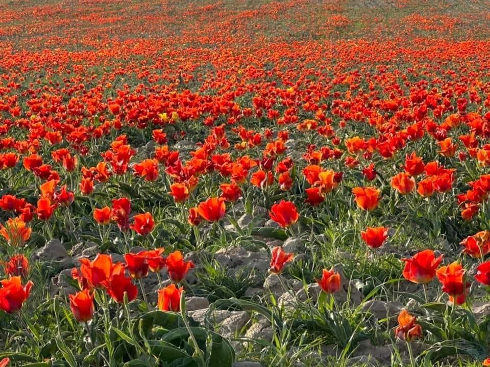 Қызғалдақ тергені үшін жас қызға 11 млн теңгеге дейін айыппұл салынады